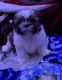 Shih Tzu Puppies for sale in Marshall, MN 56258, USA. price: $400