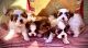 Shih Tzu Puppies for sale in Waterville, WA 98858, USA. price: NA