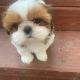 Shih Tzu Puppies for sale in Royse City, TX, USA. price: NA