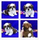 Shih Tzu Puppies for sale in Hagerstown, MD, USA. price: $3,500