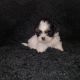 Shih Tzu Puppies for sale in 4028 S 28th St, Phoenix, AZ 85040, USA. price: $1,500
