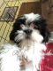 Shih Tzu Puppies for sale in Green Bay, WI, USA. price: NA