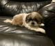 Shih Tzu Puppies for sale in Yucca Valley, CA 92284, USA. price: NA