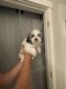 Shih Tzu Puppies for sale in Riverbank, CA, USA. price: $900