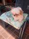 Shih Tzu Puppies for sale in Plano, TX, USA. price: $1,400