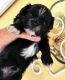 Shih Tzu Puppies for sale in Inman, SC 29349, USA. price: $950