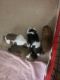 Shih Tzu Puppies for sale in Monroe, MI, USA. price: NA