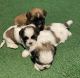 Shih Tzu Puppies for sale in Monroe, NY 10950, USA. price: $1,700