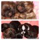 Shih Tzu Puppies for sale in Puyallup, WA, USA. price: $3,000