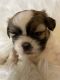 Shih Tzu Puppies for sale in Binghamton, NY, USA. price: NA