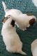 Shih Tzu Puppies for sale in 701 Cultural Park Blvd, Cape Coral, FL 33990, USA. price: $1,000