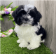 Shih Tzu Puppies for sale in Nashville, TN, USA. price: NA