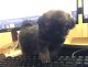 Shih Tzu Puppies for sale in San Fernando Valley, CA, USA. price: $1,299