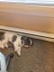 Shih Tzu Puppies for sale in Toledo, OH, USA. price: $900