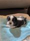 Shih Tzu Puppies for sale in Fordland, MO 65652, USA. price: NA