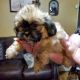 Shih Tzu Puppies for sale in Aransas Pass, TX, USA. price: $600