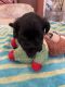 Shih Tzu Puppies for sale in Pensacola, FL, USA. price: $800