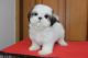 Shih Tzu Puppies for sale in 1604 Graves Mill Rd, Lynchburg, VA 24502, USA. price: NA
