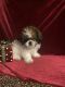 Shih Tzu Puppies for sale in New Orleans, LA, USA. price: NA