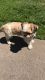 Shih Tzu Puppies for sale in Duluth, MN, USA. price: $1