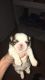 Shih Tzu Puppies for sale in Lake View, AL 35111, USA. price: NA