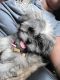 Shih Tzu Puppies for sale in Charlotte, NC, USA. price: $900