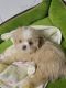 Shih Tzu Puppies for sale in Lincoln, RI, USA. price: NA