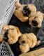 Shih Tzu Puppies for sale in Moreno Valley, CA, USA. price: $1,000