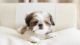 Shih Tzu Puppies for sale in Hougang Central, Singapore. price: NA