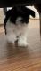 Shih Tzu Puppies for sale in Chantilly, VA, USA. price: NA