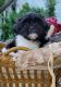 Shih Tzu Puppies for sale in Medina, OH 44256, USA. price: $1,200