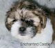 Shih Tzu Puppies for sale in Medina, OH 44256, USA. price: $1,350