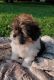 Shih Tzu Puppies for sale in Medina, OH 44256, USA. price: NA