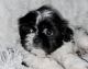 Shih Tzu Puppies for sale in Medina, OH 44256, USA. price: $1,350