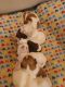 Shih Tzu Puppies for sale in Sterling, VA, USA. price: NA