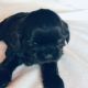 Shih Tzu Puppies for sale in Marble, NC 28905, USA. price: NA