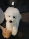 Shih Tzu Puppies for sale in Millsboro, DE 19966, USA. price: $2,000