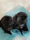 Shih Tzu Puppies for sale in Puyallup, WA, USA. price: NA