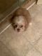 Shih Tzu Puppies for sale in Lawrenceville, GA, USA. price: $2,000
