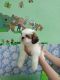 Shih Tzu Puppies for sale in West Vinod Nagar, New Delhi, Delhi 110092, India. price: 25000 INR