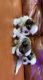 Shih Tzu Puppies for sale in Kavadiguda, Hyderabad, Telangana, India. price: 15000 INR