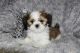 Shih Tzu Puppies for sale in Chipley, FL 32428, USA. price: $1,800