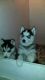 Shikoku Puppies for sale in Los Angeles, CA, USA. price: NA