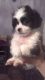 Shikoku Puppies for sale in Charleston, SC, USA. price: NA