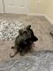 Shiloh Shepherd Puppies for sale in 306 Cardinal Glen Cir, Sterling, VA 20164, USA. price: $500