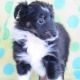 Shiloh Shepherd Puppies for sale in Las Cruces, NM, USA. price: NA