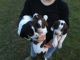 Shiloh Shepherd Puppies