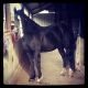 Shire Horse Horses for sale in Laurel, MD, USA. price: NA