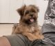 Shorkie Puppies for sale in Long Island City, Queens, NY, USA. price: NA