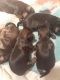 Shorkie Puppies for sale in Myrtle Beach, SC, USA. price: NA